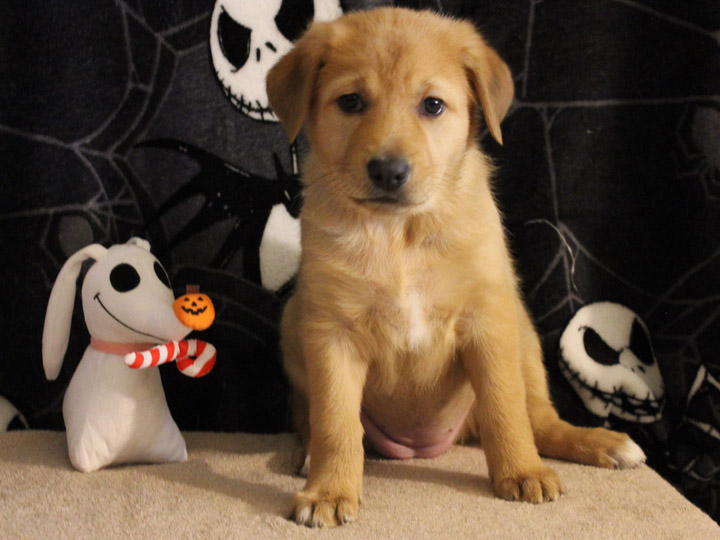 chinook puppy